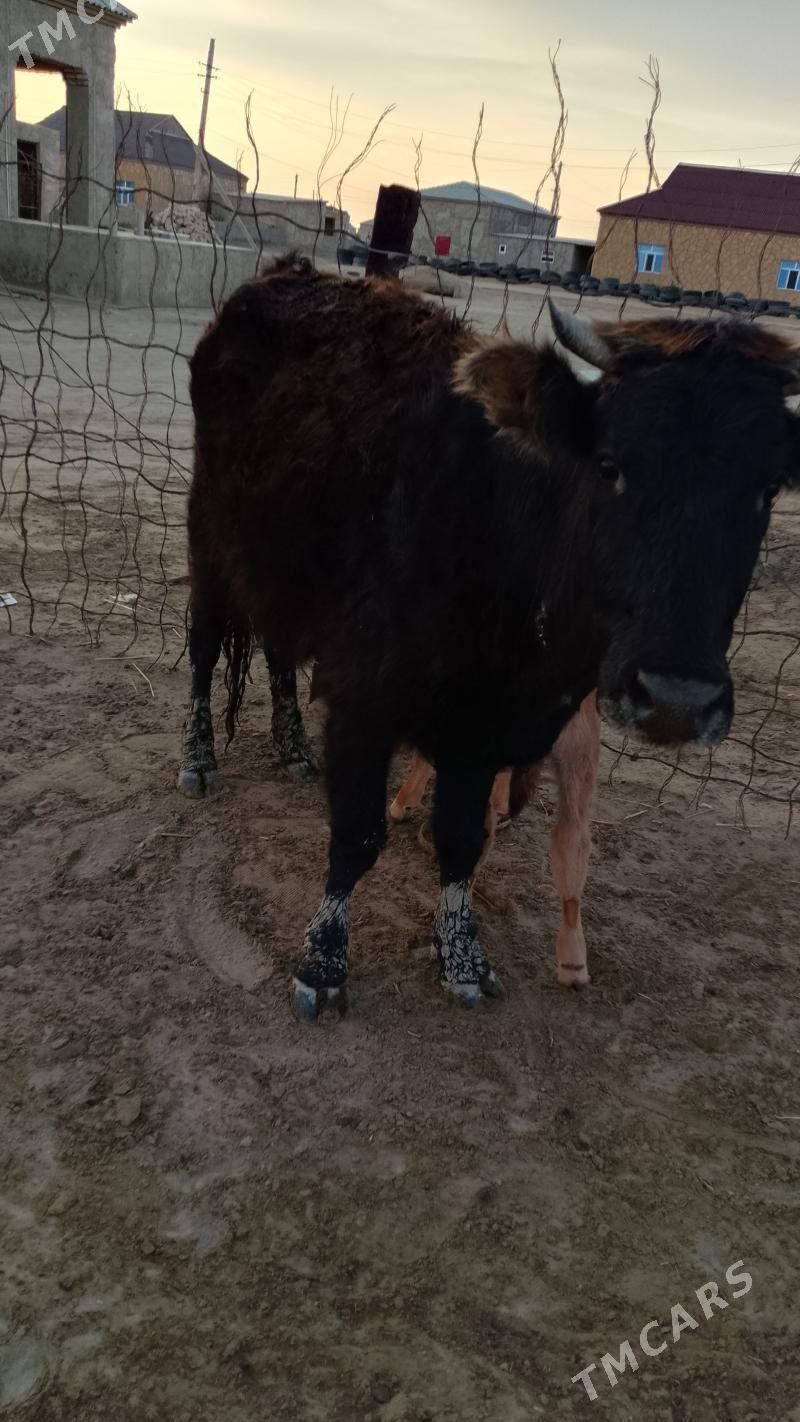 Tanaly sygyr - Esenguly - img 1