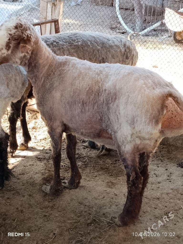 bakylan goyun - Ruhabat (90-njy razýezd) - img 1