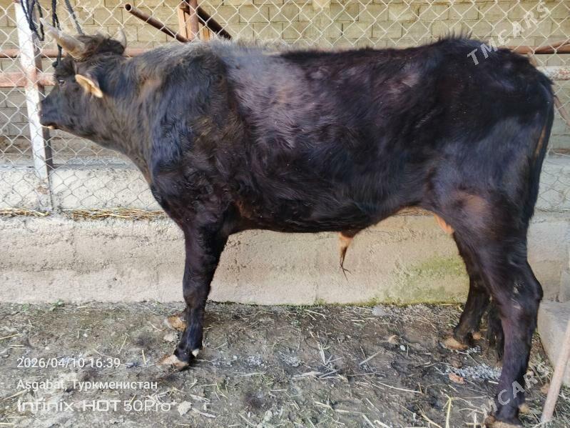 okuz - Гёкдепе - img 1