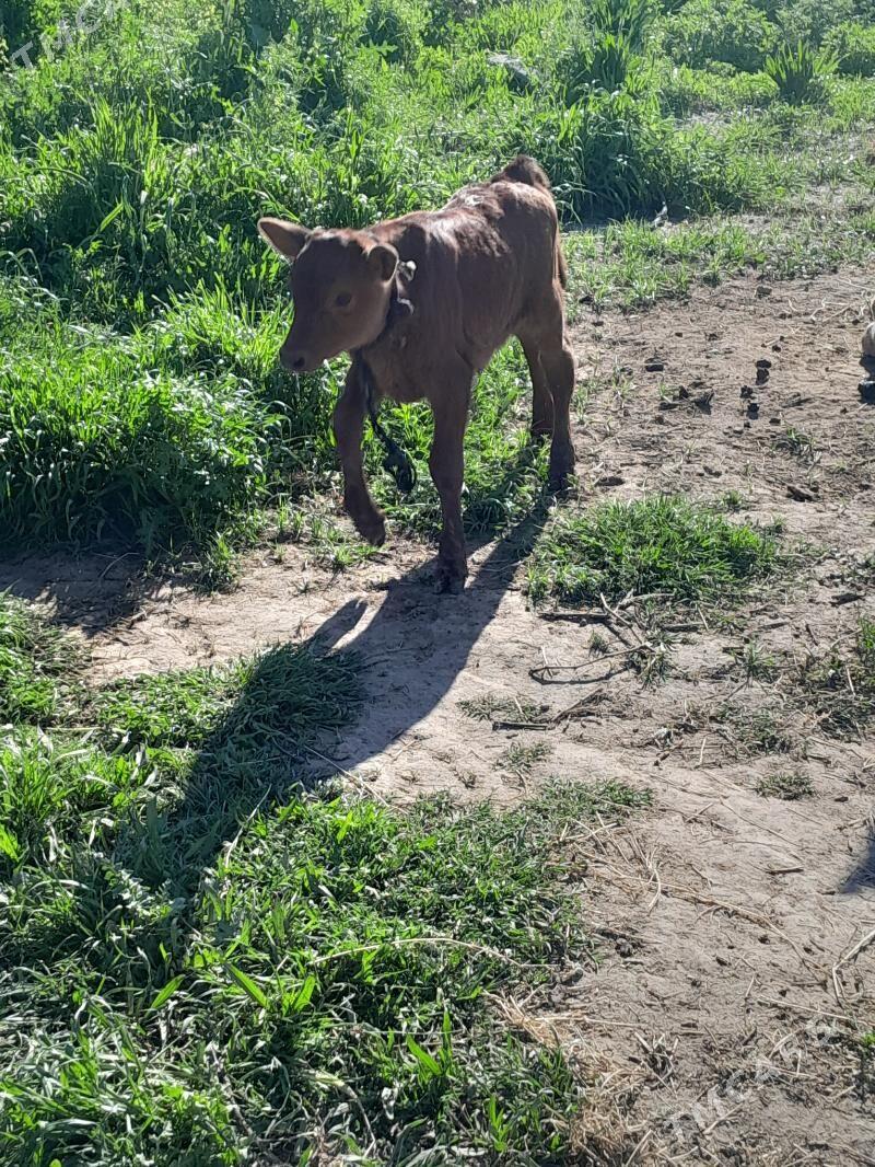 голели сигир - Гёкдепе - img 1