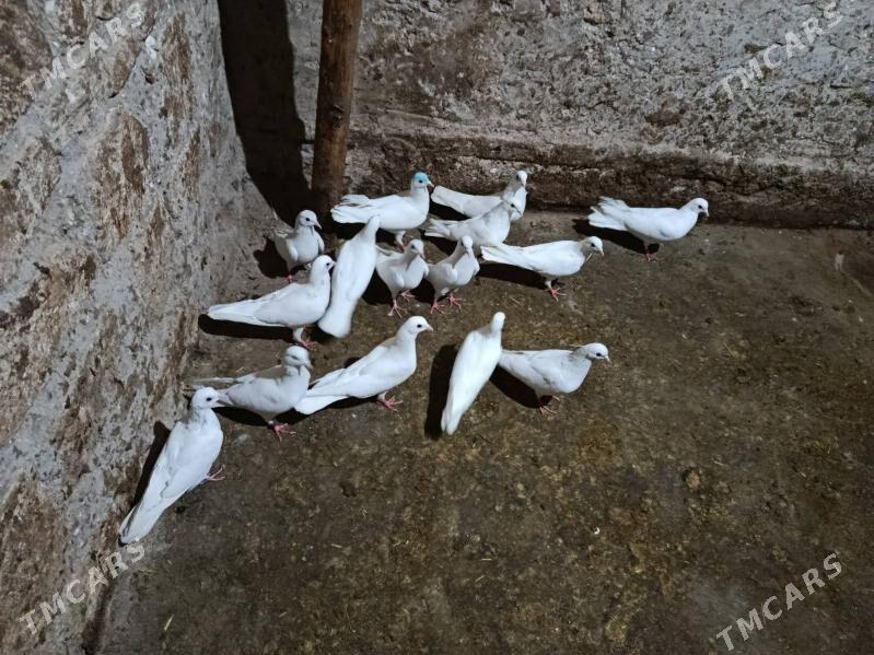 kepderi. - Гызыларбат - img 1