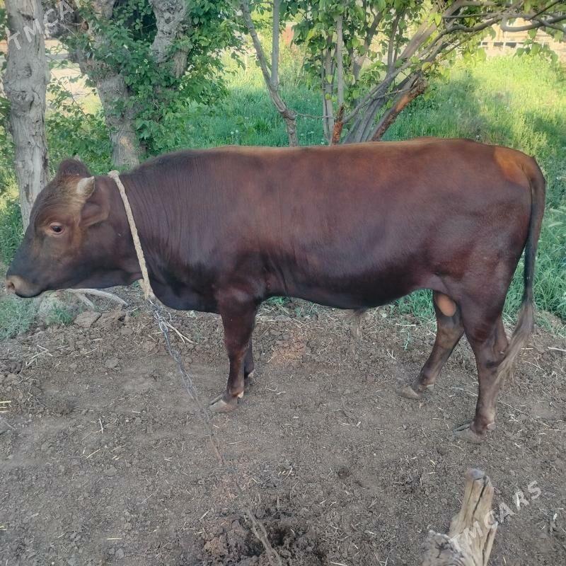 Okuz - Байрамали - img 1