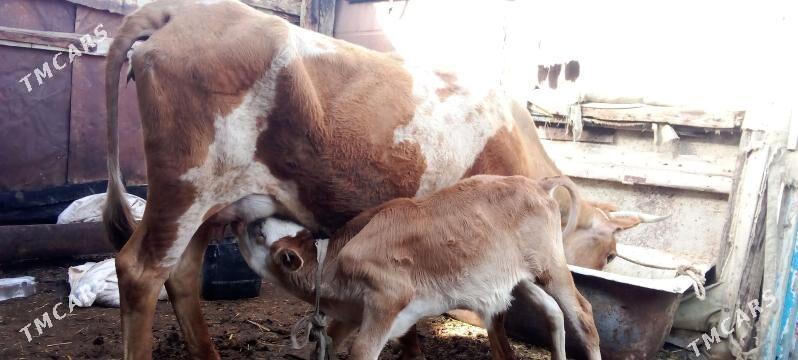 goleli sygyr - Джебел - img 1