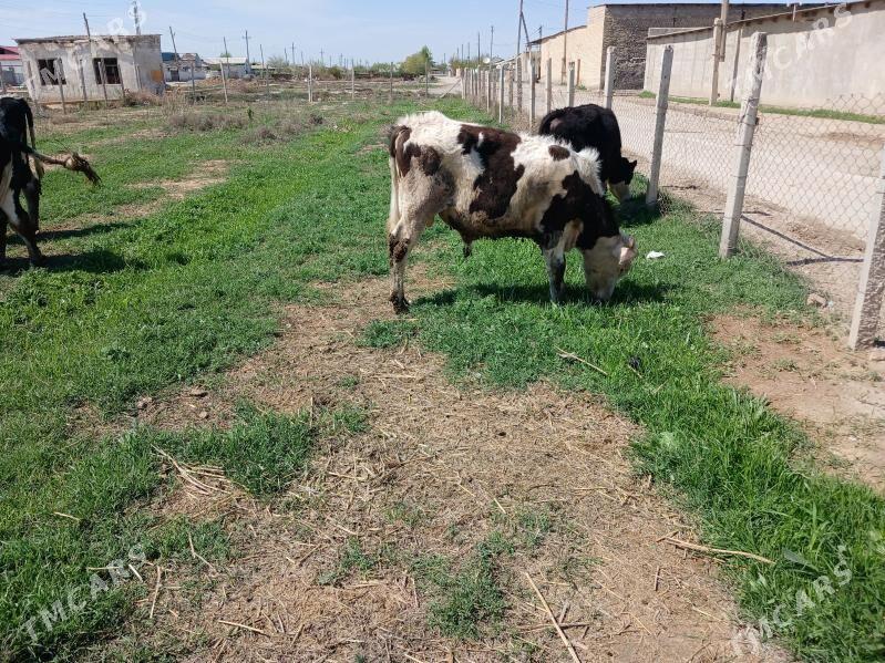 okuz - Яшлык - img 1