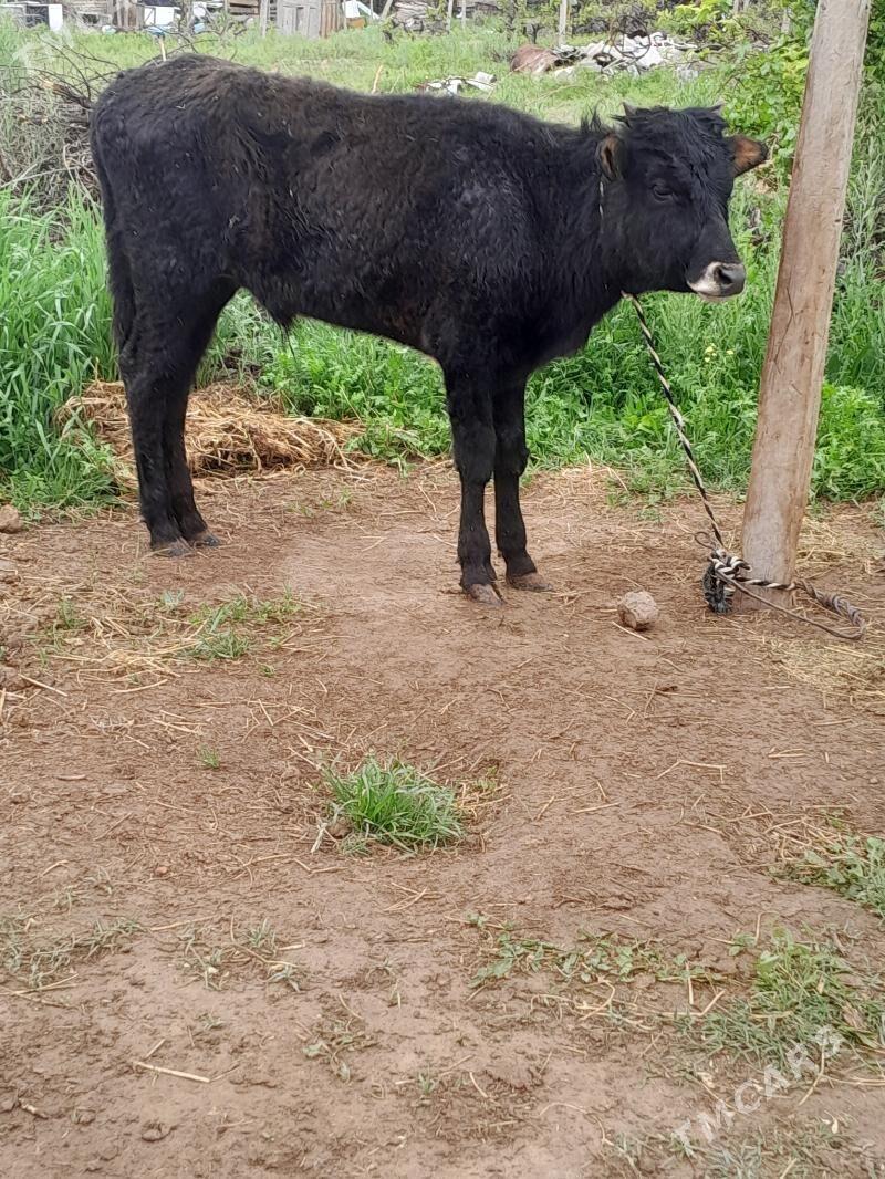 окиз - Gökdepe - img 1