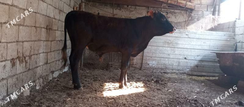 okiz - Balkanabat - img 1