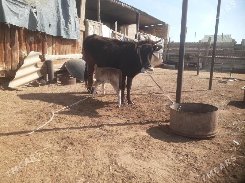 goleli sygyr - Esenguly - img 1