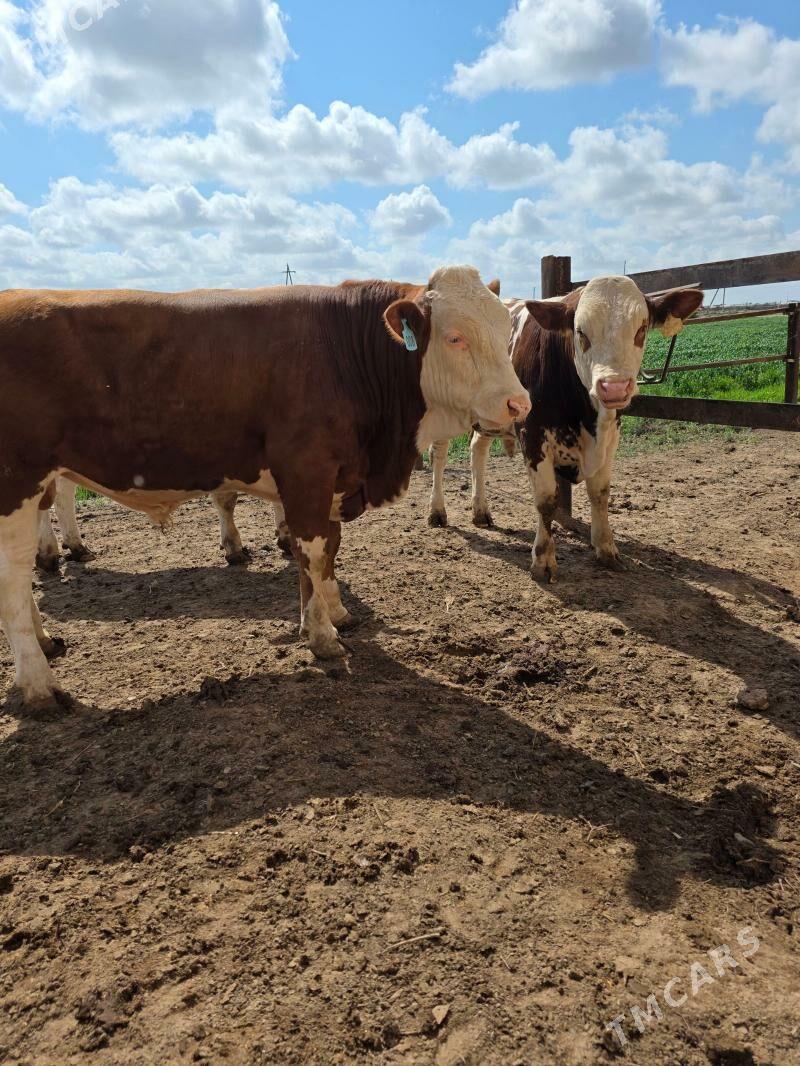 Симентал окизлер - Чарджоу - img 1