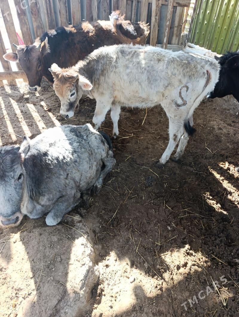 Okiz gacar - Балканабат - img 1