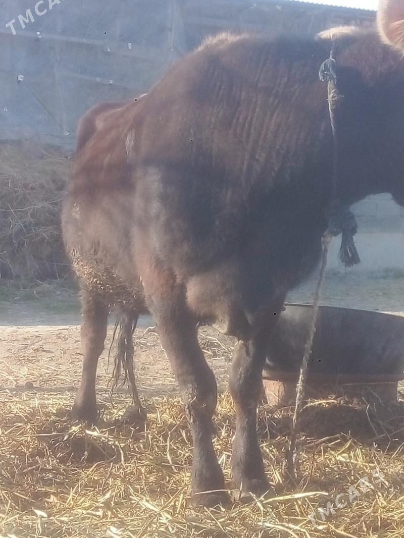 SYGYR - Гёкдепе - img 1