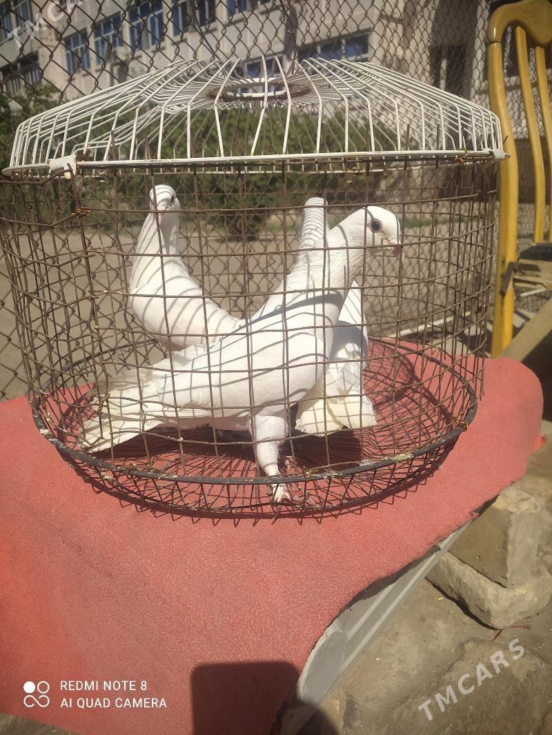 kepteri - Туркменабат - img 1