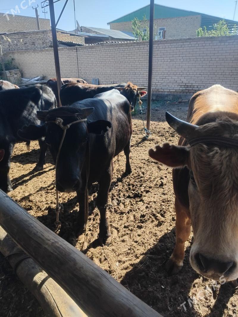 semiz okiz 8sany bar - Туркменабат - img 1