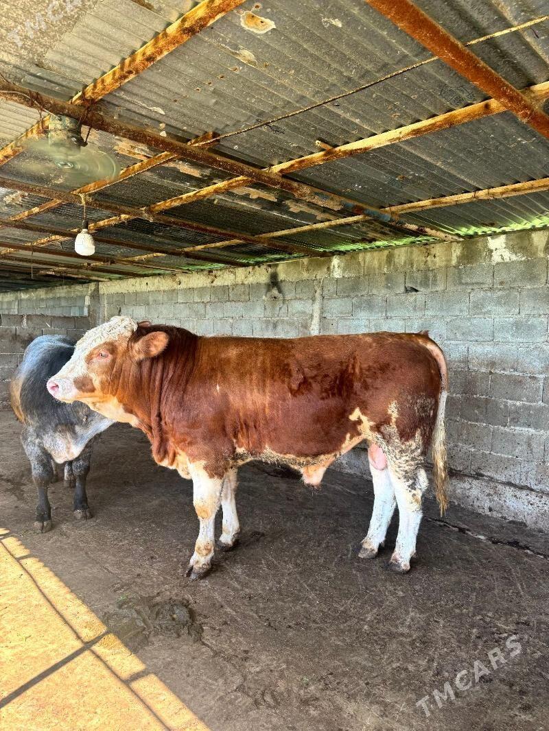 simental okuz - Багир - img 1