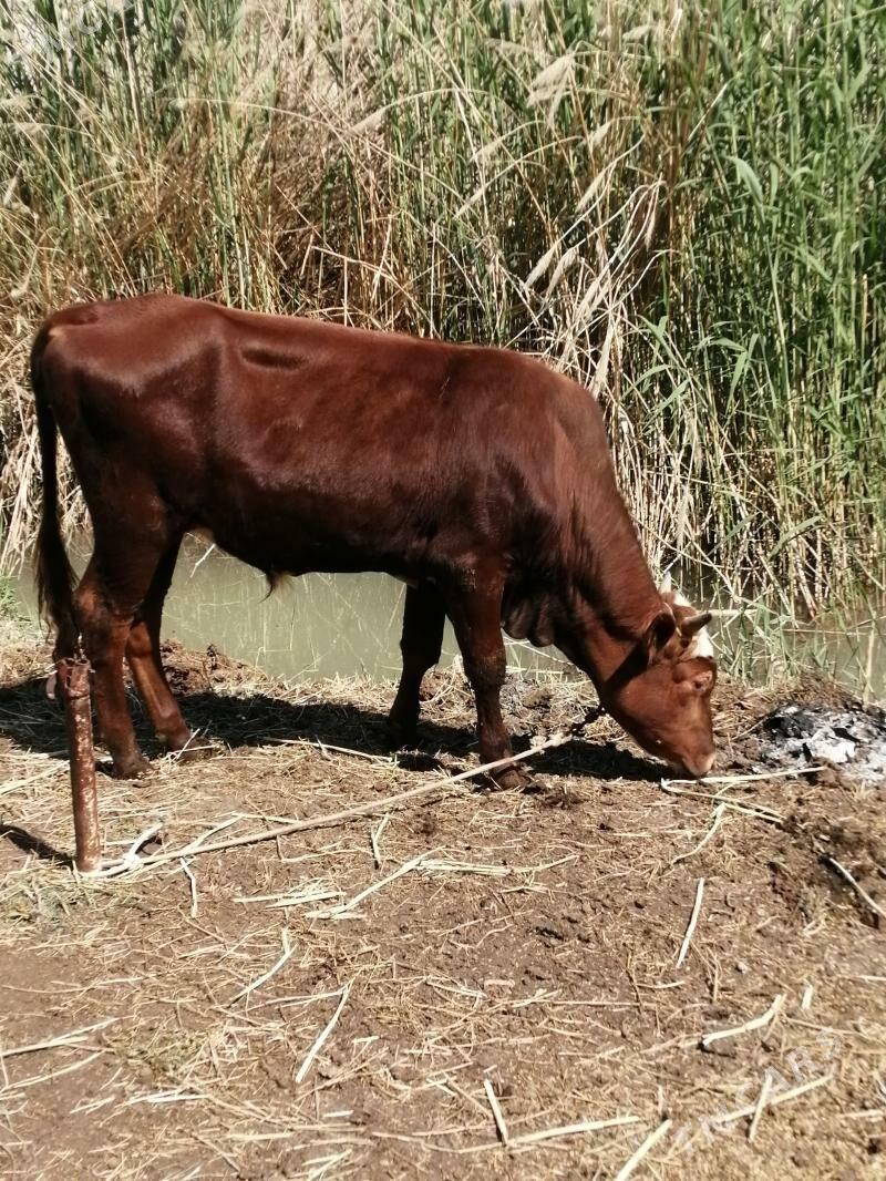 okuz - Türkmenabat - img 1