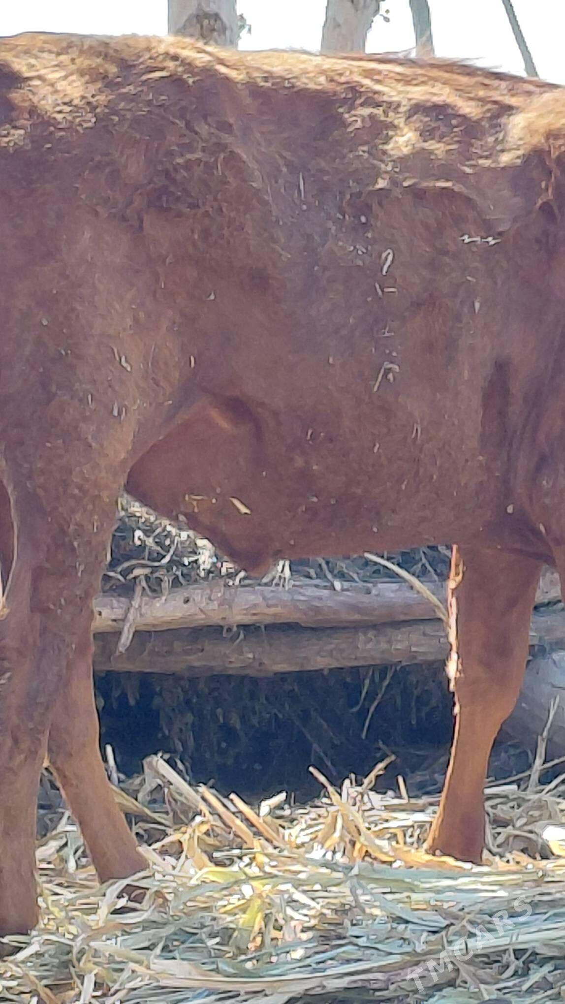 semiz gaçar - Губадаг - img 1