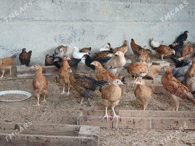 juyje - Бузмеин - img 1