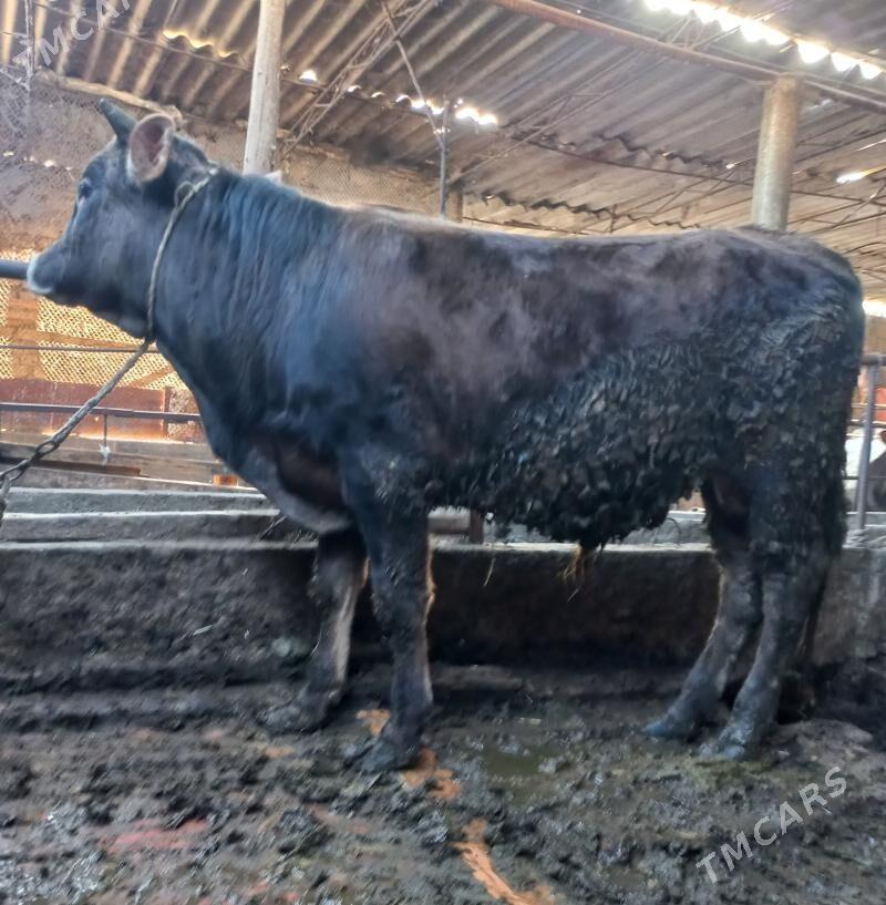 okuz - Яшлык - img 1