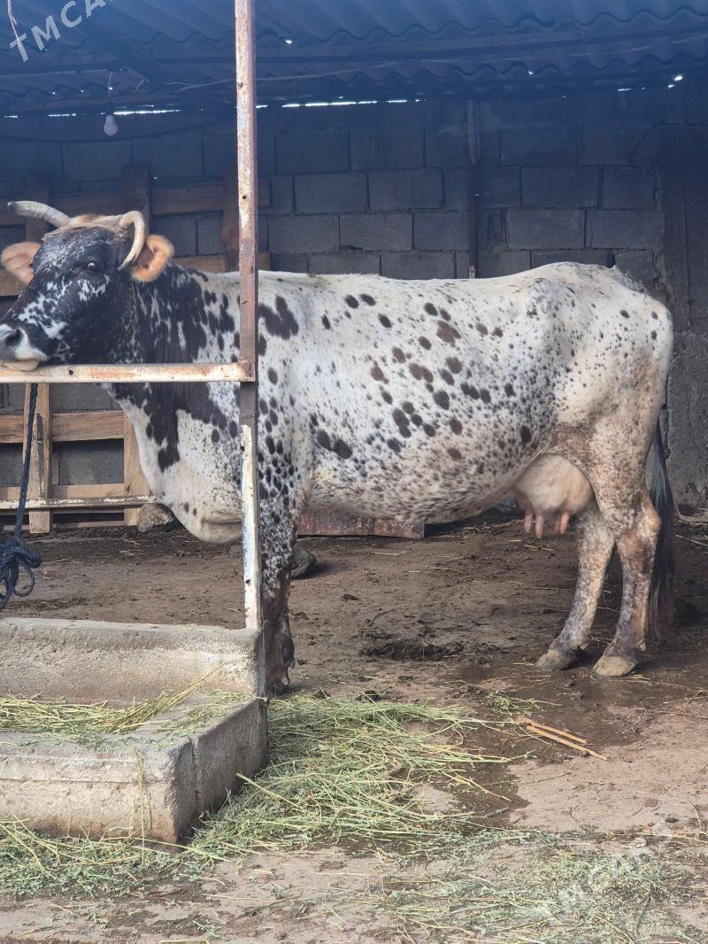 sygyr - Aşgabat - img 1