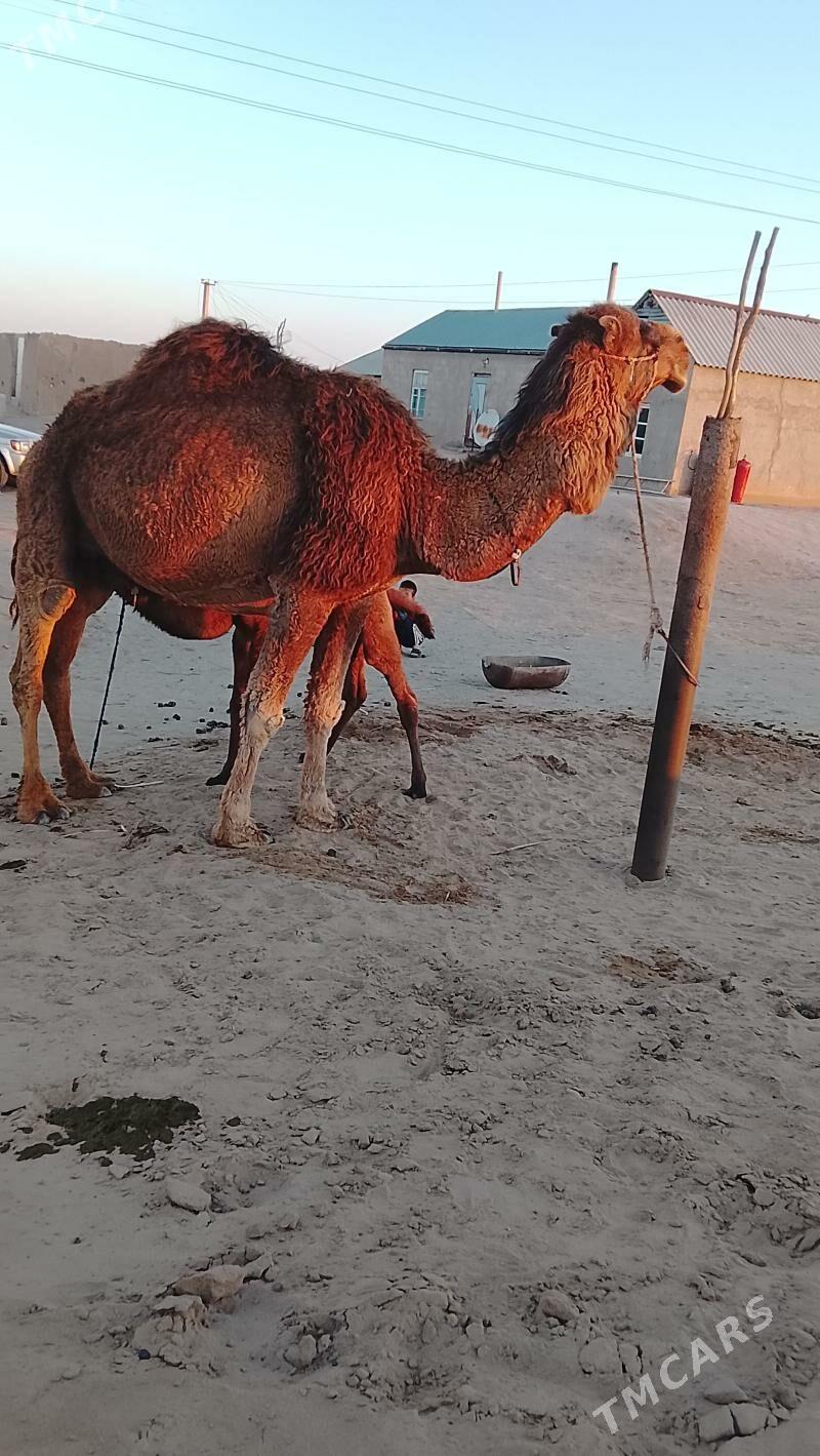 Köşekli Düýe - Гёкдепе - img 1