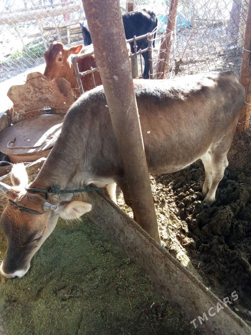 Tüwe - Gökdepe - img 1