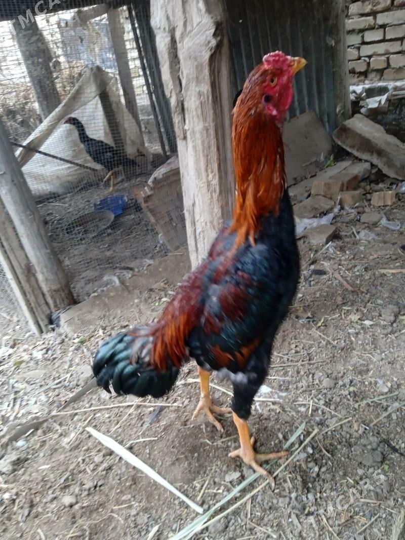 baysowy horaz - Чарджоу - img 1