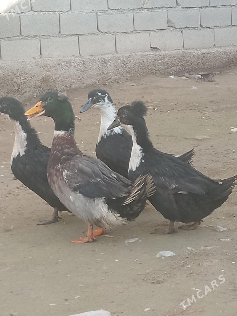 ordek - Ашхабад - img 1