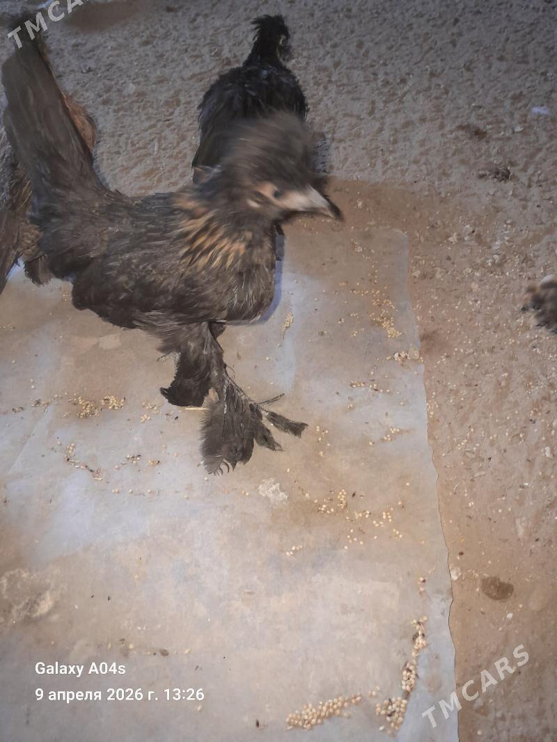 карлик жуже - Sakarçäge - img 1