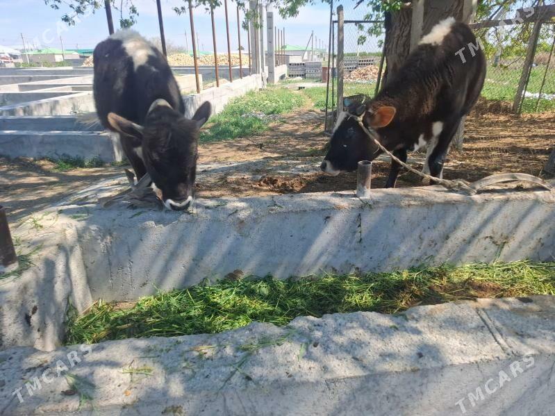 öküz - Гёкдепе - img 1