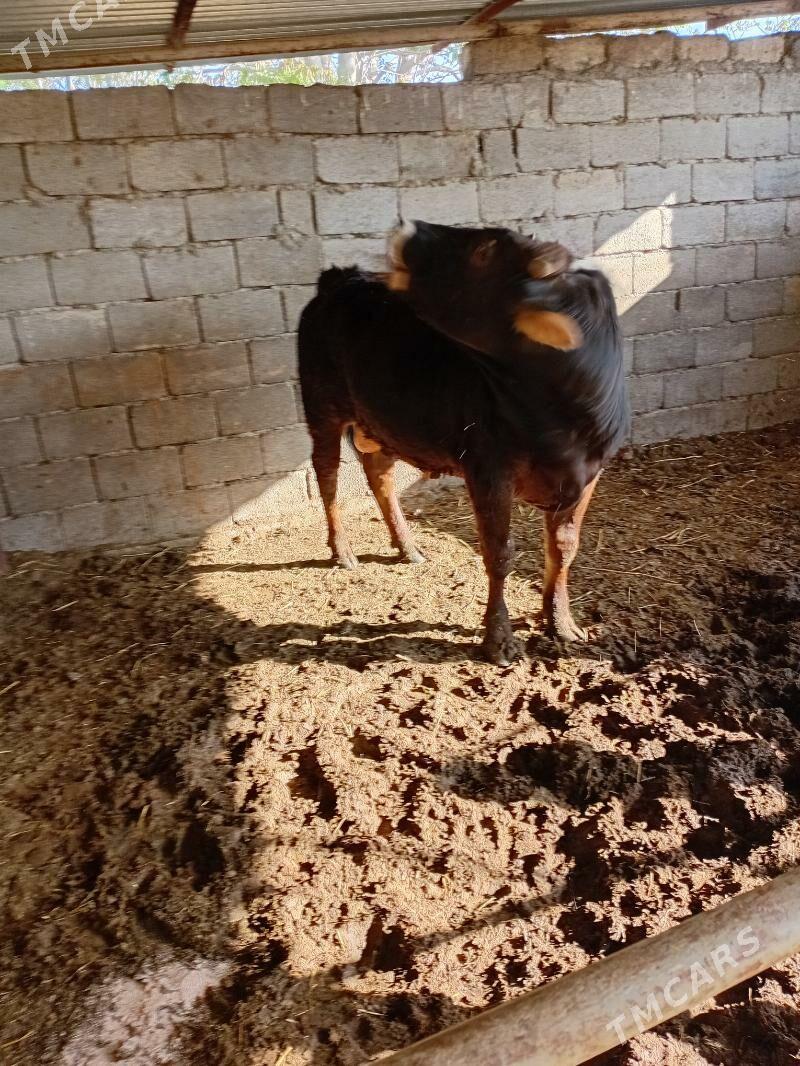 okuz - Ak bugdaý etraby - img 1