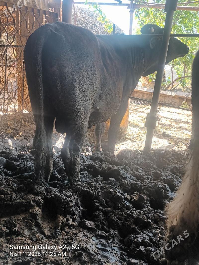 Oküz - Türkmenabat - img 1