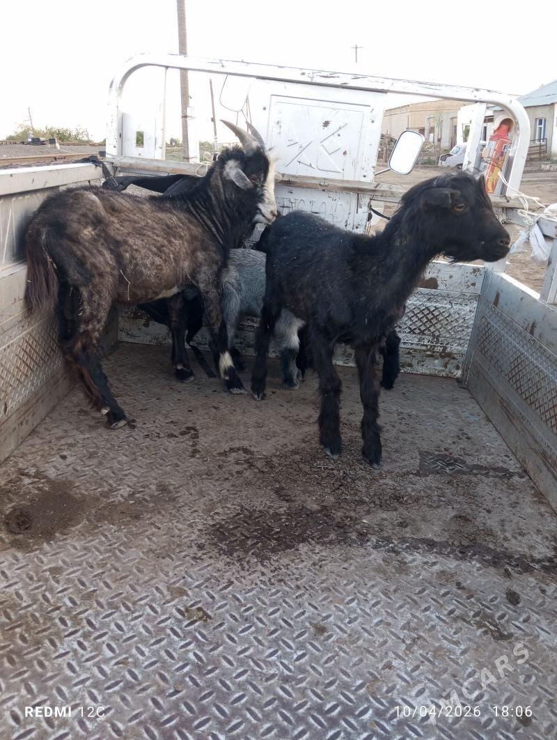 çebisler - Фарап - img 1