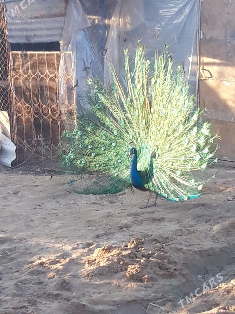 Tawus guşy - Baýramaly - img 1