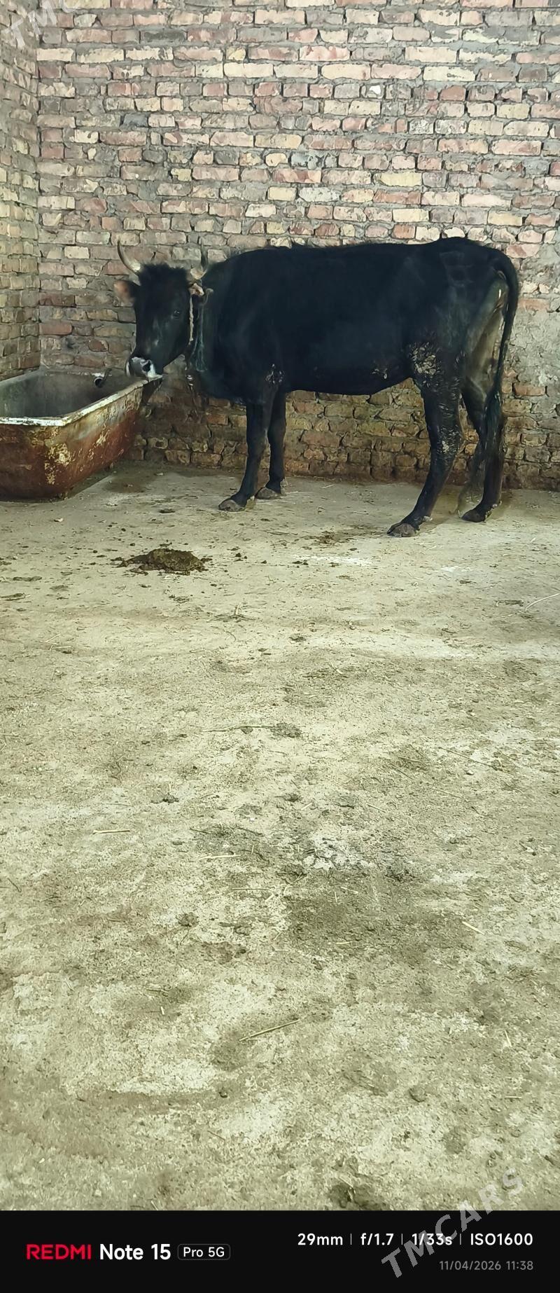 Goleli sygyr - Бахарден - img 1