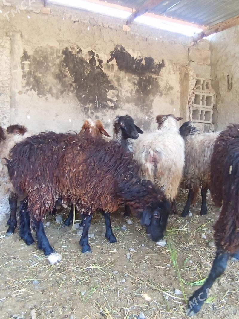 Goýun - Кипджак - img 1