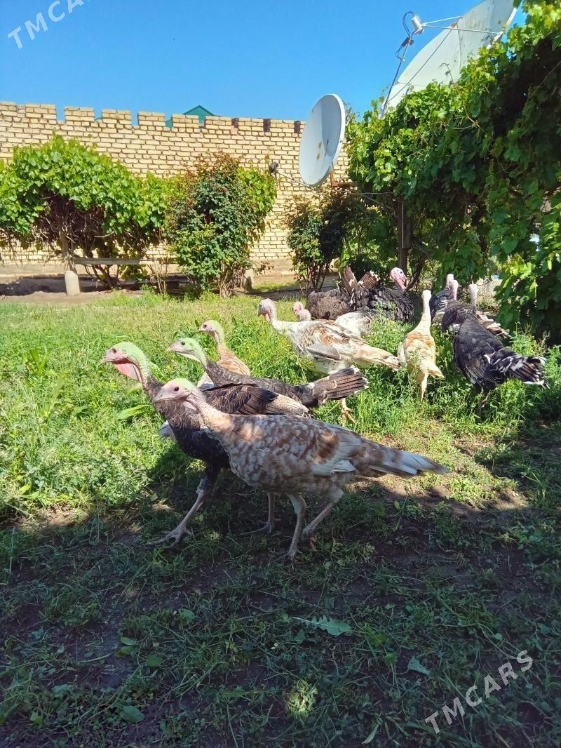 lnduk juje - Мары - img 1