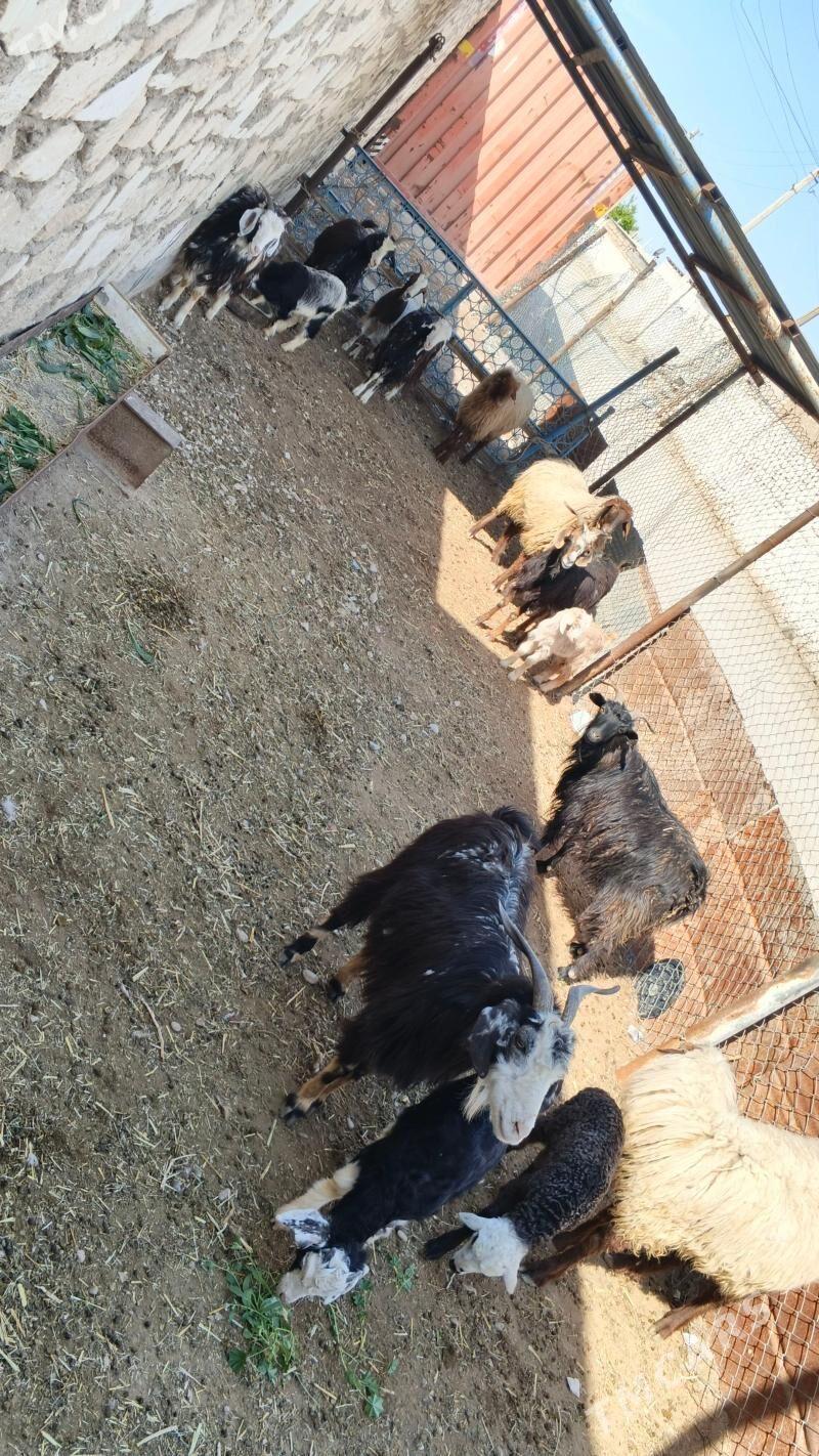 Goýun geçi - Джебел - img 1