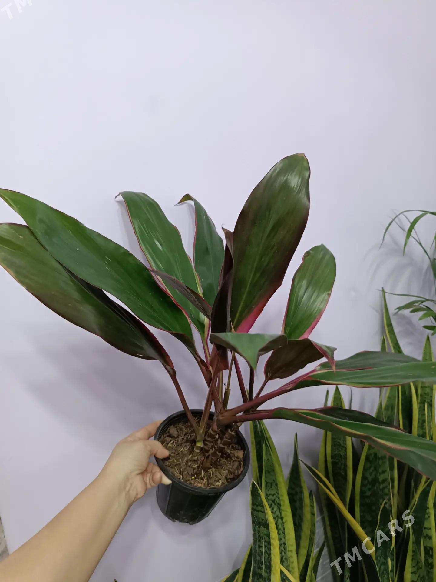 КОРДИЛИНА - Aşgabat - img 1