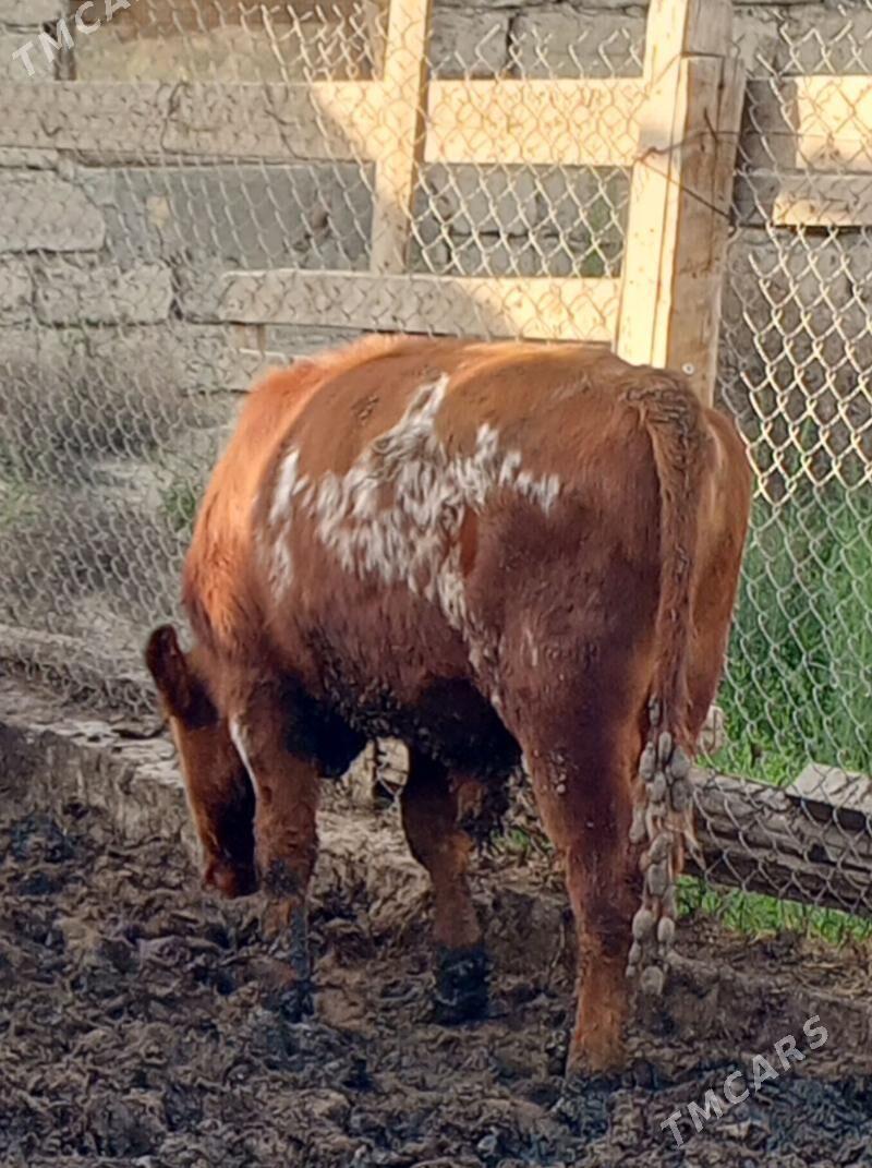 öküz sygyr tuwe 7bas - Gökdepe - img 1