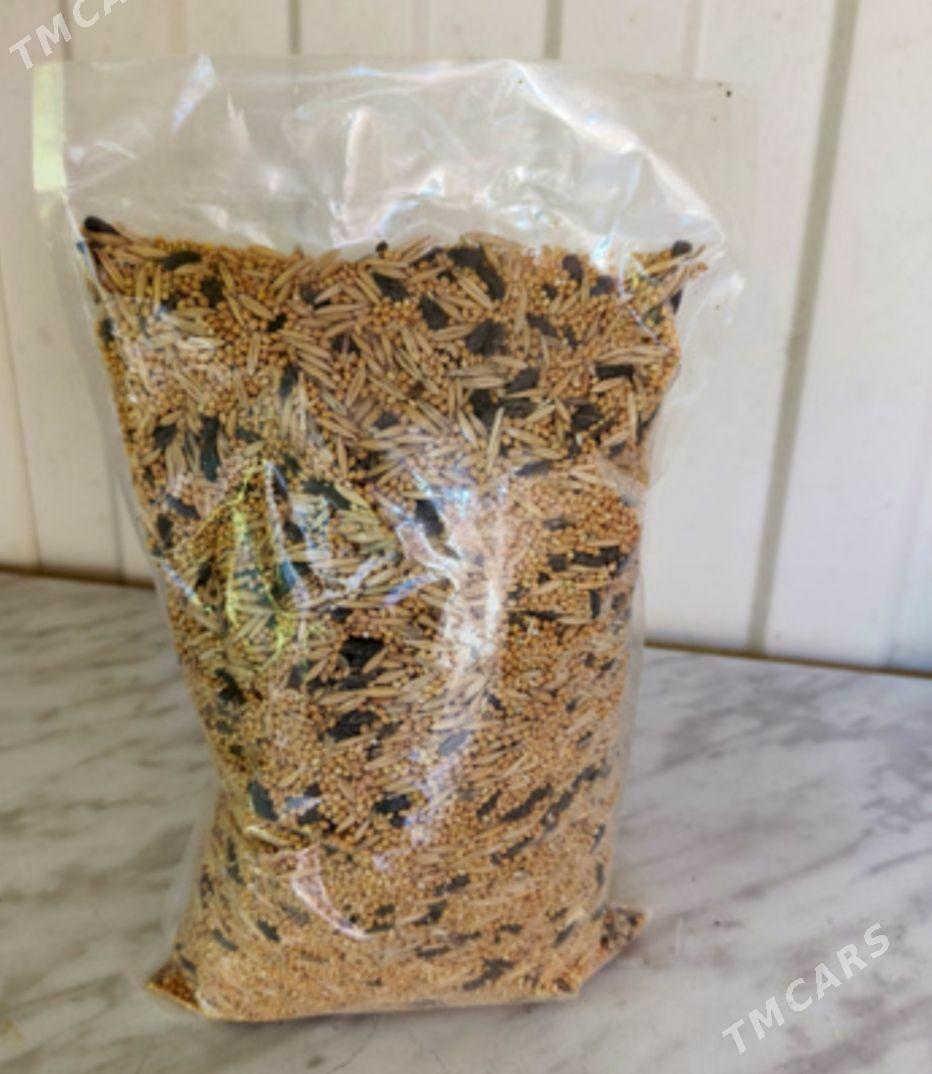 popugay - Aşgabat - img 1