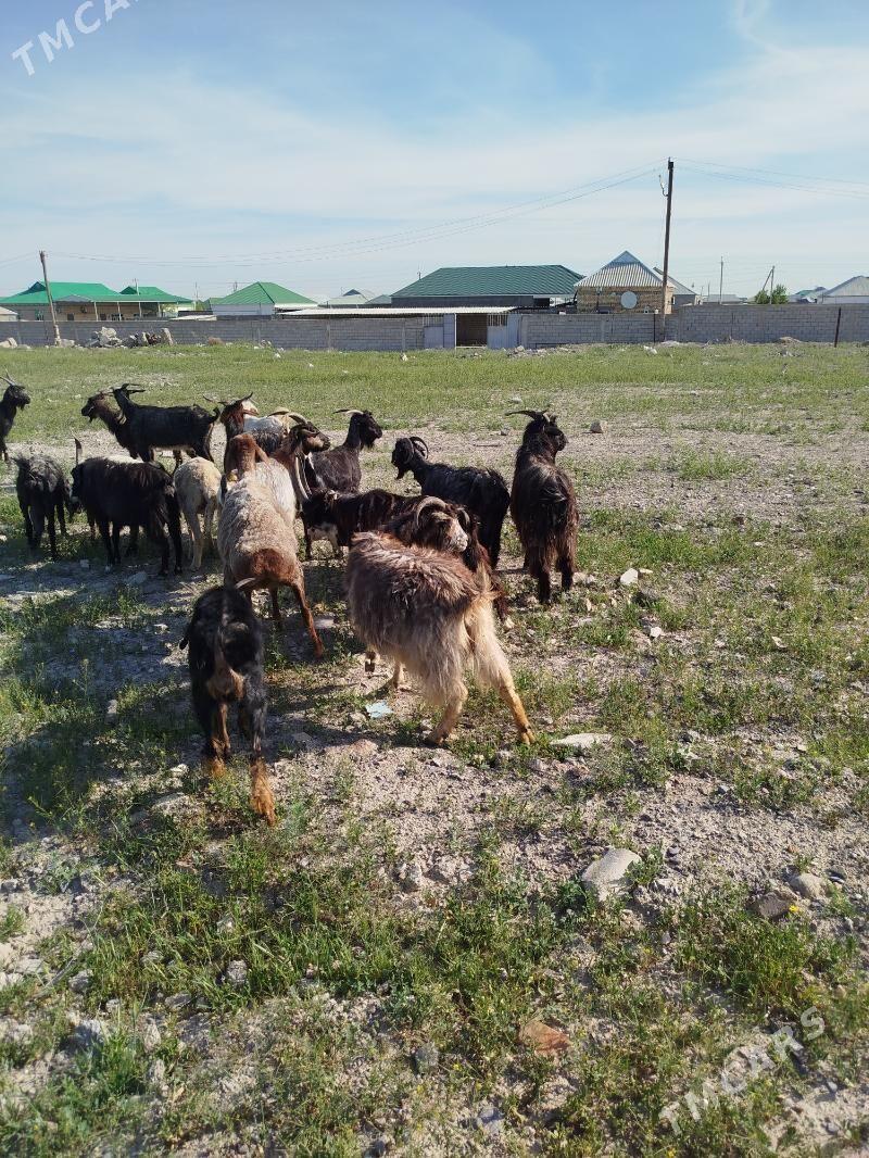 geciler - Гёкдепе - img 1