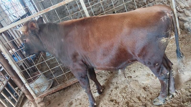 ökiz - Джебел - img 1