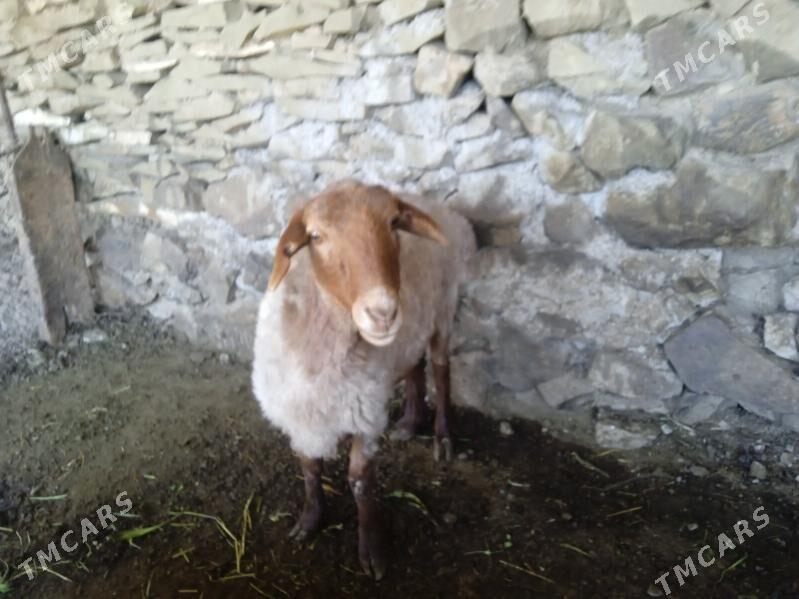 Gysyr goýun - Бахарден - img 1