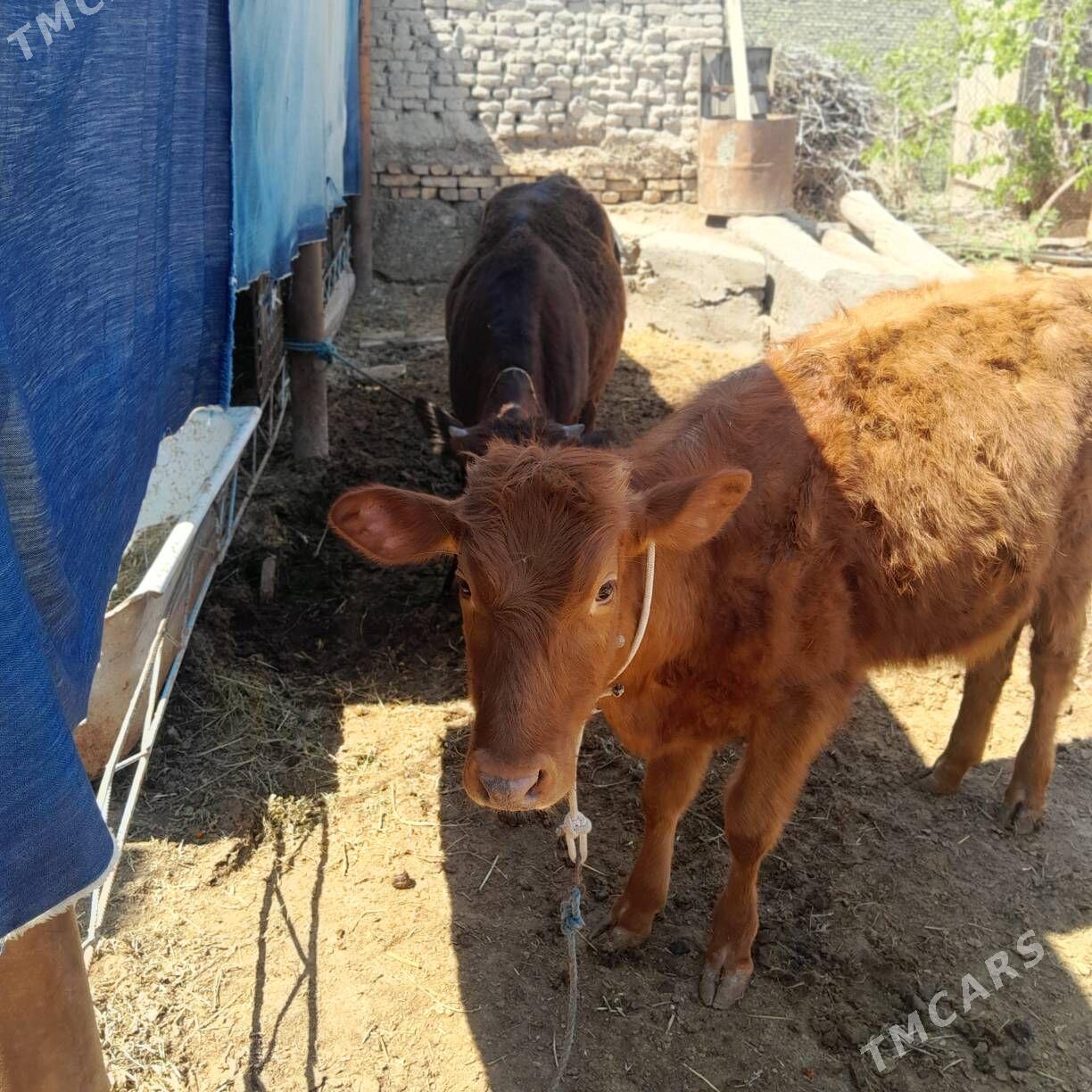 ojekler - Çärjew - img 1