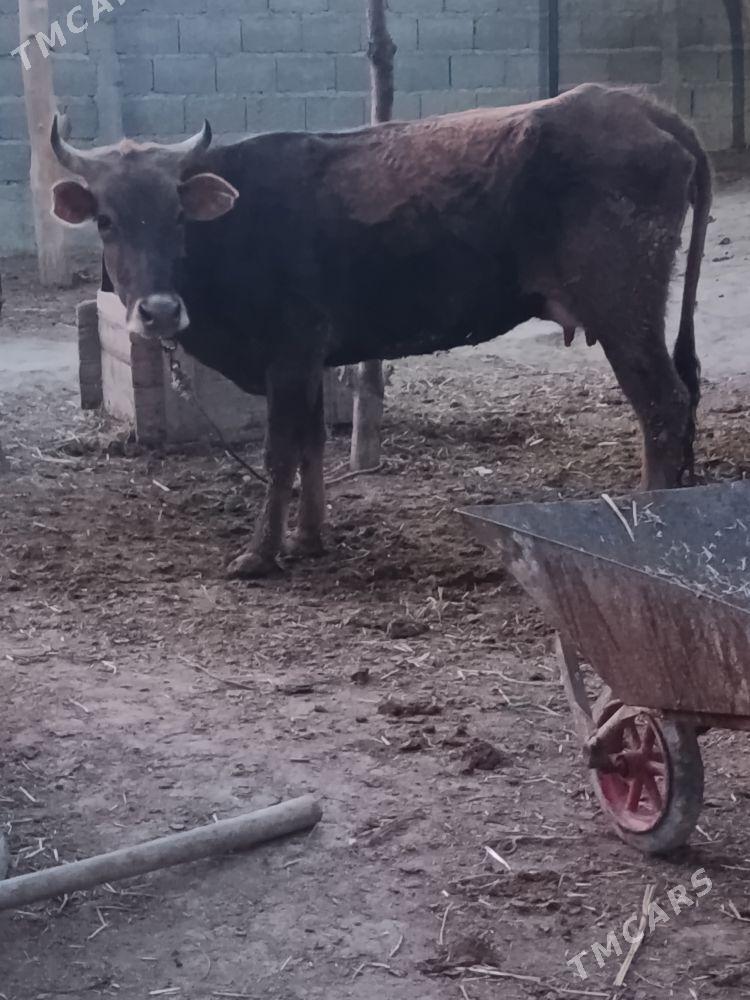 sagylyan sygyr - Bäherden - img 1