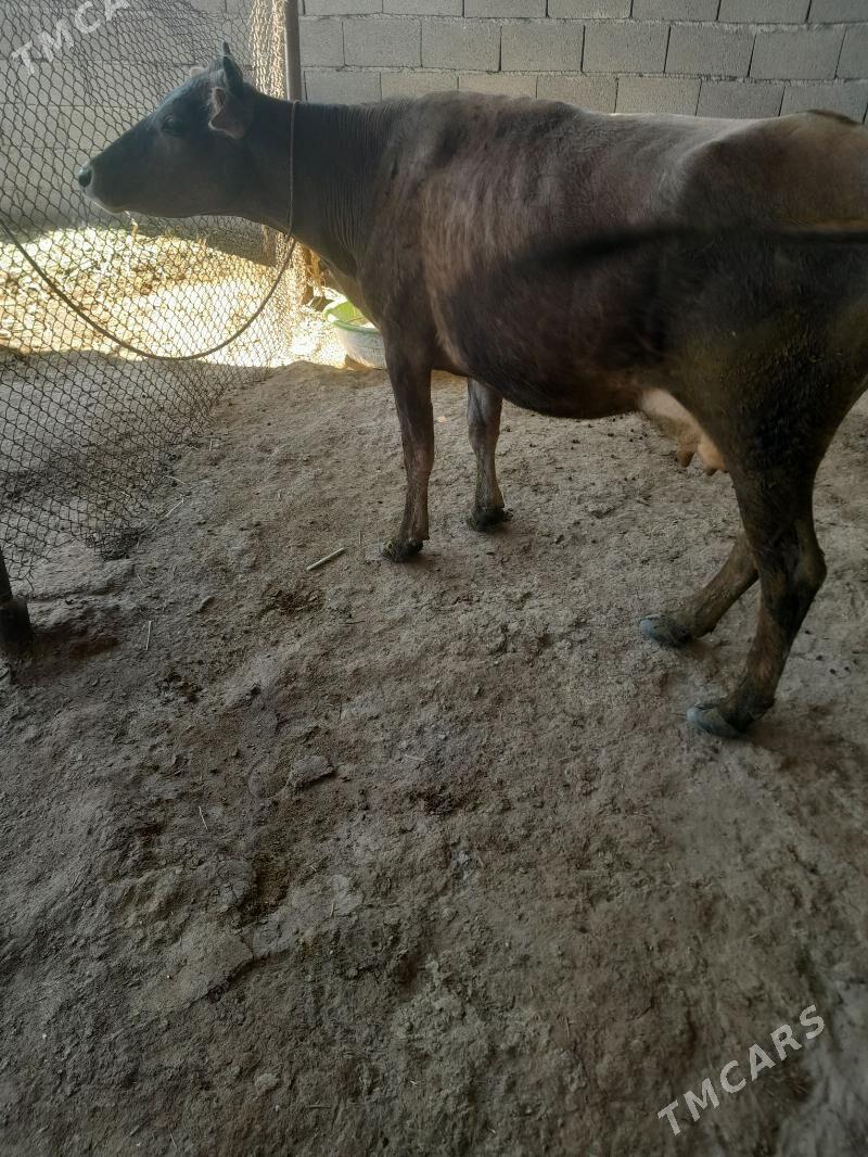 Göleli sygyr - Яшлык - img 1