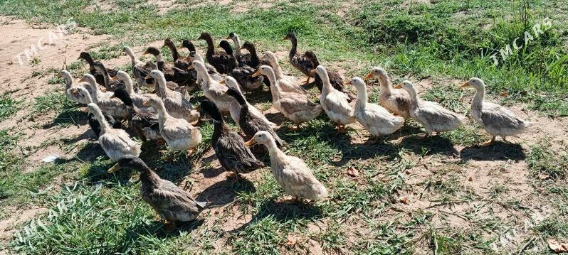 ordek gak gak - Теджен - img 1