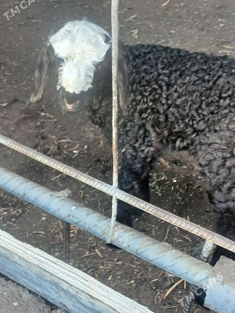 Guzy Owlok - Aşgabat - img 1