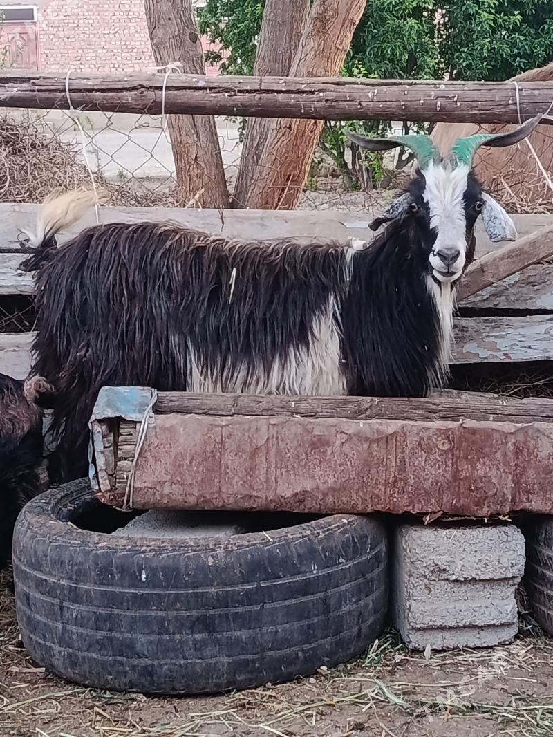 owlakly geçi - Бахарден - img 1