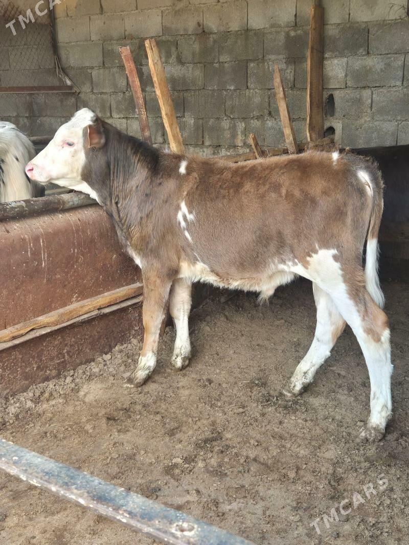 okuz - Ашхабад - img 1