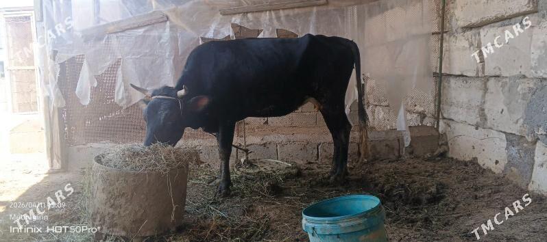 sygyr - Gökdepe - img 1